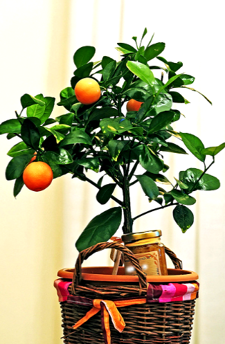 гостинай в оранжевом цвете 8